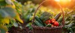 © Natalia - basket with fresh harvest in the vegetable garden at sunset, minimalistic