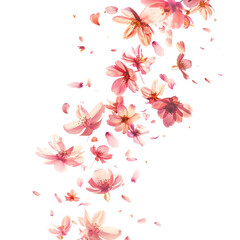Wall Mural - Petal flowers flying in the air in spring season isolated white on background