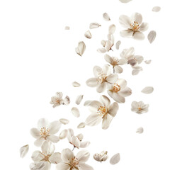 Wall Mural - Petal flowers flying in the air in spring season isolated white on background
