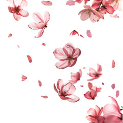 Wall Mural - Petal flowers flying in the air in spring season isolated white on background