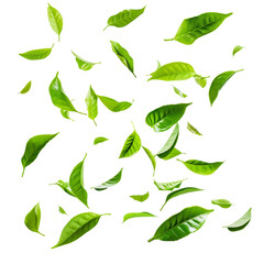 green tea leaves flying and falling isolated white on background