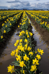 Wall Mural - Happy spring, celebrating with classic bright yellow daffodil flowers growing in a field after recent rains, Skagit County, Washington State
