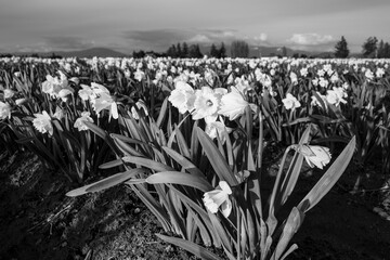 Wall Mural - Happy spring, dramatic black and white landscape of classic bright yellow daffodil flowers growing in a field with mountains in the background, Skagit County, Washington State
