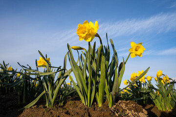 Wall Mural - Closeup looking up at classic bright yellow daffodil flowers growing in a field in warm evening light, sunny blue sky in background, Skagit County, Washington State
