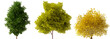 © IM_VISUALS - Isolated Highly Detailed Trees On Natural Daylight Collection Group of Trees Highly Realistic Cutout High-Res Set Transparent Background 3D Rendering