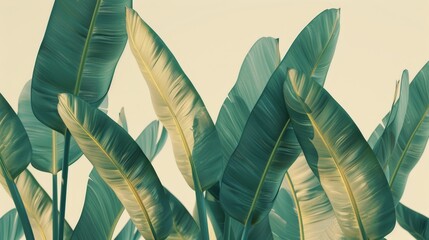  A close-up of green and yellow banana leaves against a white backdrop signifies a banana tree, with its green foliage in the foreground