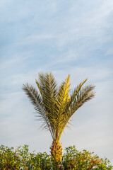 Wall Mural - Palm tree with green leaves on blue background