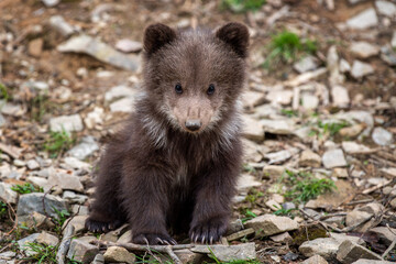 Wall Mural - young brown bear cub in the forest. animal in the nature habitat