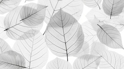 Wall Mural - A black-and-white image of a group of leaves on a white background