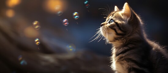 Poster - The adorable kitten is lost in its own dream world completely captivated by something unknown as shown in the copy space image