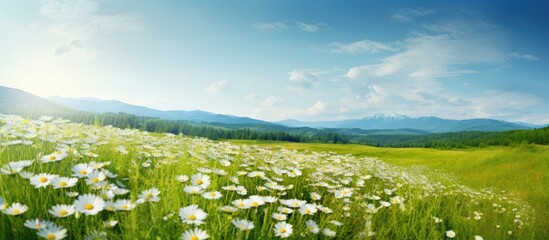 Poster - A beautiful summer rural landscape with white Field daisies blooming on a lush green field Perfect for a copy space image