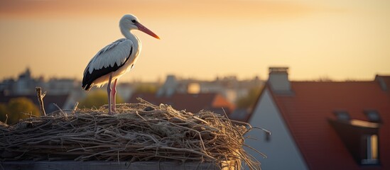 Wall Mural - A stork sits on its nest which is built on top of a residential building and provides a copy space image