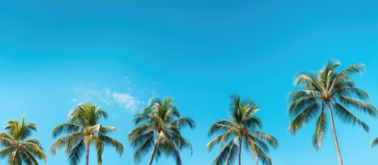 Canvas Print - The image showcases flawless palm trees set against a stunning blue sky creating a mesmerizing copy space image