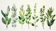 © MAY - watercolor The image shows a variety of watercolor herbs, including sage, rosemary, and thyme. The herbs are all green and leafy, and they are arranged in a row on a white background.
