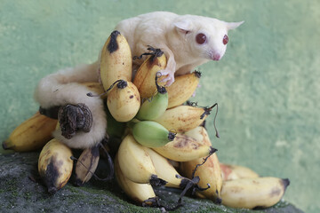 Wall Mural - A young albino sugar glider eating a bunch of ripe bananas that fell to the ground. This mammal has the scientific name Petaurus breviceps.