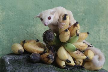 Wall Mural - A young albino sugar glider eating a bunch of ripe bananas that fell to the ground. This mammal has the scientific name Petaurus breviceps.