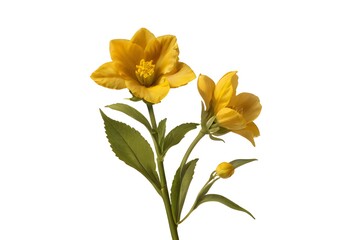 Poster - yellow flower stalk isolated on transparent background cutout.