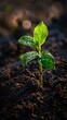 © Watchara - A young seedling emerges from the rich, dark soil, bathed in the light of the morning sun. Dewdrops glisten on the leaves, symbolizing new growth and fresh beginnings in a serene natural setting.