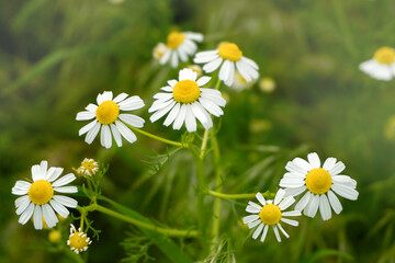 Chamomile flowers field in sun ligh.