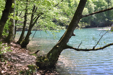 Wall Mural - Beautiful lake and spring landscape in Seven Lakes, Yedigoller National Park Bolu, Turkey