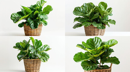 Canvas Print - fresh herbs in a pot