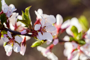 Wall Mural - Cherry blossoms. Selective focus with shallow depth of field