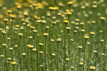 Wall Mural - Cotton lavender (Santolina chamaecyparissus) flowers in bloom in a city park in springtime