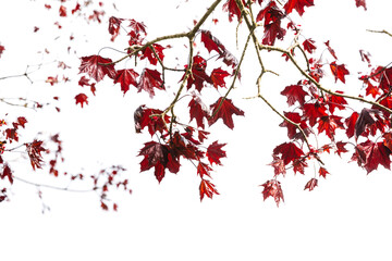 Wall Mural - Red maple leaves isolated on white background, natural photo