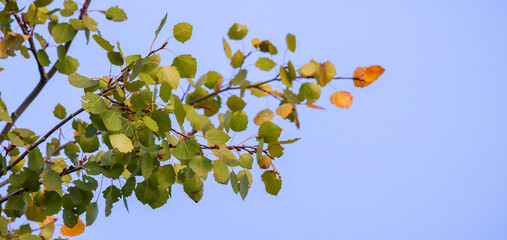 Wall Mural - aspen tree branch with green yellow leaves is on the blue sky background