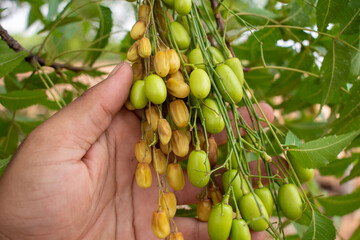 Poster - neem fruit on tree with leaf, Neem herb plant