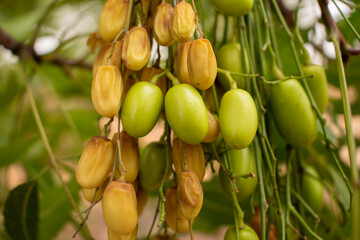 Poster - neem fruit on tree with leaf, Neem herb plant