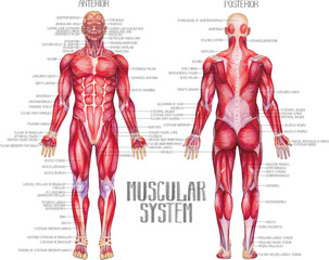 Watercolor anatomical illustration of a male human muscular system