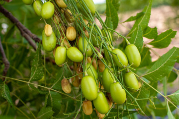 Poster - neem fruit on tree with leaf, Neem herb plant