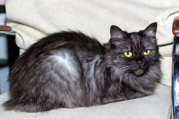 Wall Mural - In a chair rests a black cat with bright yellow eyes