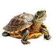 © shital - turtle  isolated on transparent background