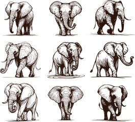 Wall Mural - full-length elephant collection of vector monochrome sketch drawings on a white background