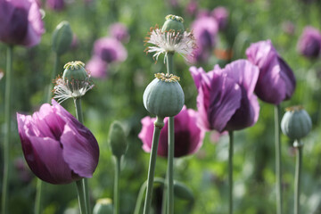 Sticker - a spring field of Papaver somniferum, commonly known as the opium poppy or breadseed poppy