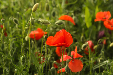 Wall Mural - Papaver rhoeas, with common names including common poppy, corn poppy, corn rose, field poppy, Flanders poppy, and red poppy