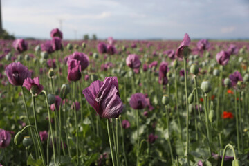 Sticker - a spring field of Papaver somniferum, commonly known as the opium poppy or breadseed poppy	