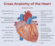 © Oleh - Anatomical illustration of the structure of the human heart. Medical illustration. Detailed description of the internal organ with text. Vector illustration.