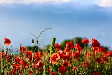 Red poppies at a field in sunshine with blue summer sky