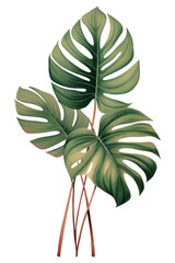 Sticker - PNG Tropical leave plant leaf tree.