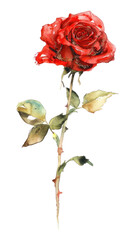 Poster - PNG A tiny red rose blossom flower plant.