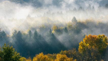 Wall Mural - fog in the forest