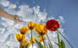© VISTA by Westend61 - Hand of woman reaching toward clouds floating over blooming tulips