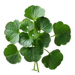Wall Mural - Indian pennywort PNG. Centella asiatica plant PNG for skin hydration and reparation. Luscious pennywort plant top view isolated. Skin nourishing Centella asiatica plant PNG