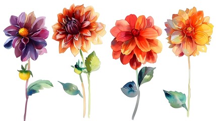 Vibrant Watercolor Paintings of Radiant Summer Dahlias on a Clean White Background