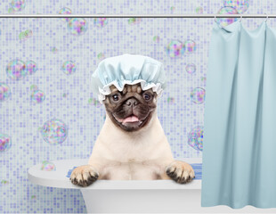 Poster - Happy Pug puppy wearing shower cap takes the bath at home