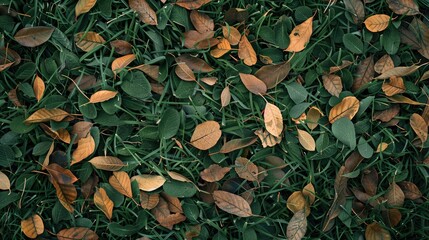 Sticker - Texture background of green grass with dry leaves