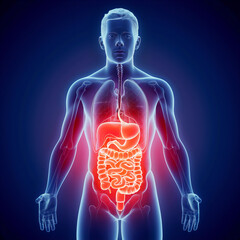 male digestive system 3d render photo